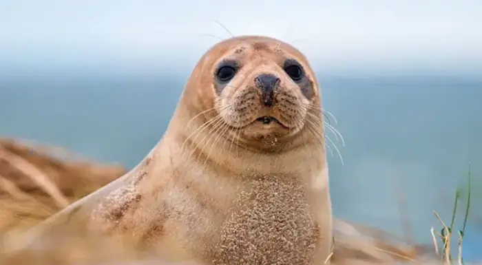 الفقمة في المنام لابن سيرين