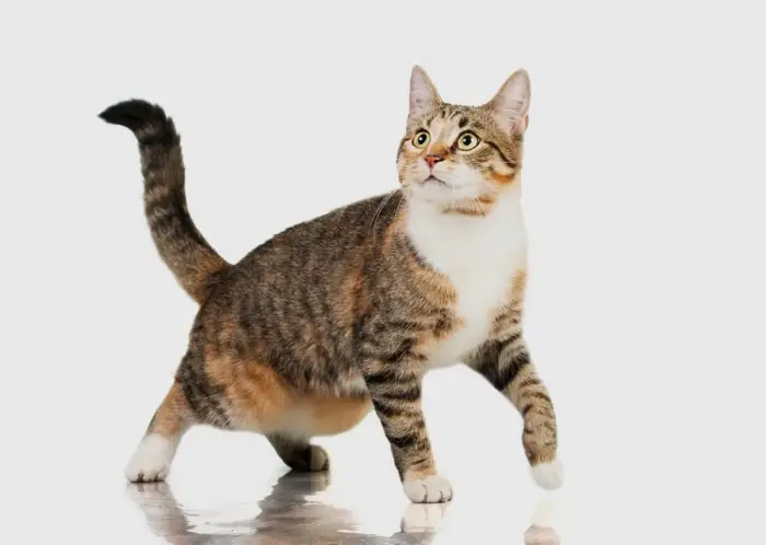 القط في الحلم للعزباء