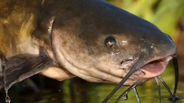 القراميط في المنام