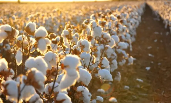 القطن فى المنام