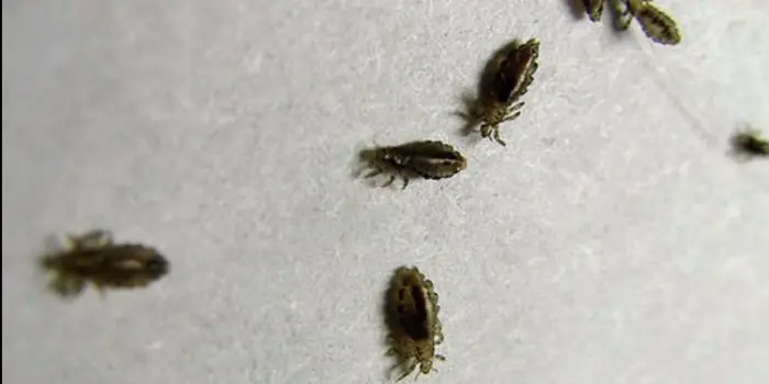 القمل في منام العزباء