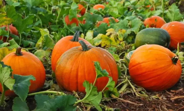 القرع في المنام للمطلقة