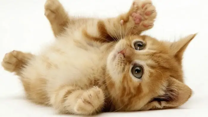 القطط الصغيرة في منام المتزوجة