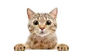 القط بالمنام للمتزوجه