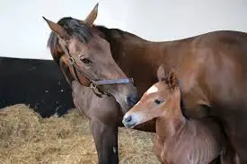 الفرس في المنام للحامل