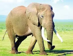 الفيل في المنام للحامل