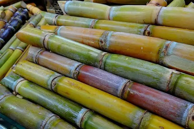 القصب في المنام للمطلقه