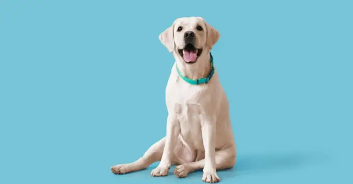 الكلبة في المنام للمتزوجة