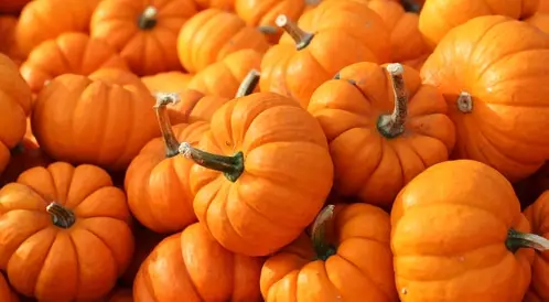 القرع في المنام للحامل