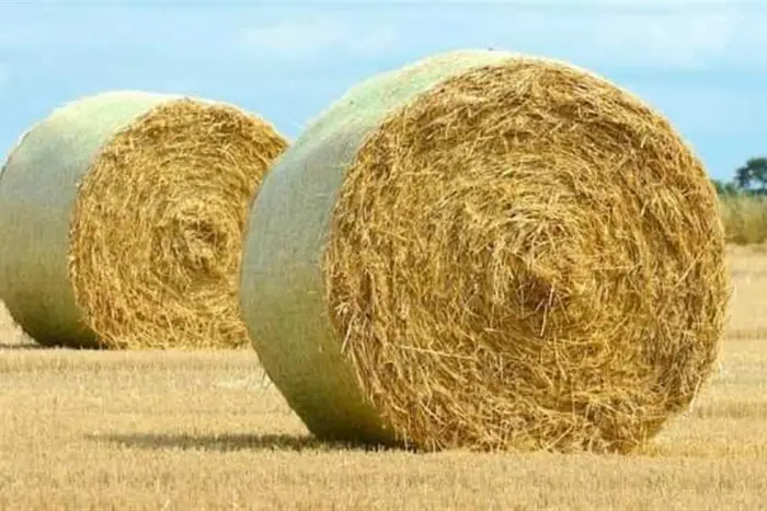 القش في الحلم