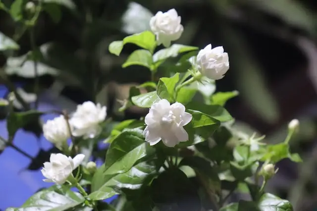 الفل في المنام للعزباء