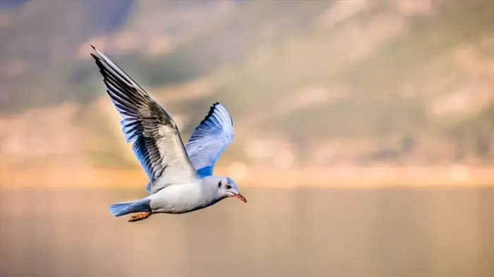 تفسير رؤية الطيور في المنام