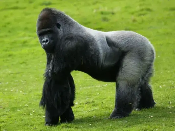 تفسير رؤية الغوريلا في المنام