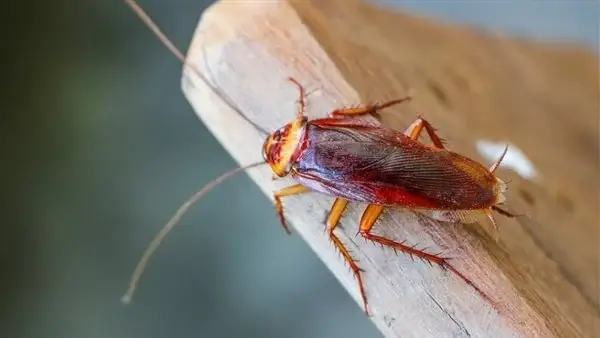 ما تفسير رؤية الصرصور في المنام
