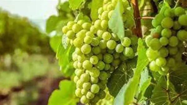 شجرة عنب في المنام