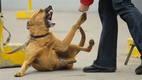 ضرب الكلب في المنام