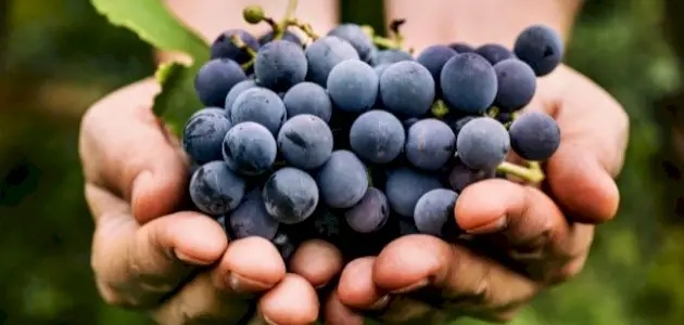 التوت الاسود في المنام