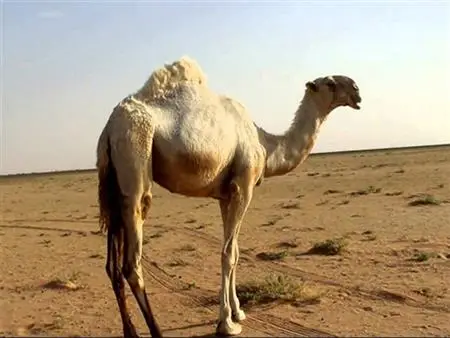 الناقة في المنام للمتزوجة