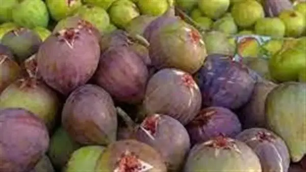 الحلم بالتين في المنام