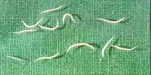 الدود في المنام لابن سيرين