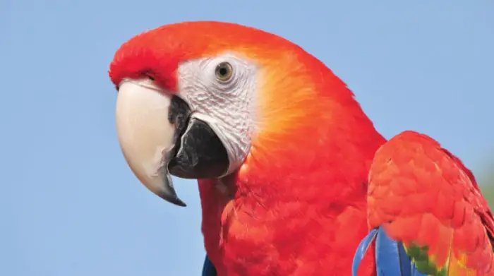 ببغاء في المنام