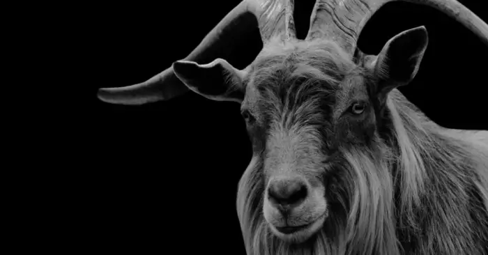 الجديان في المنام