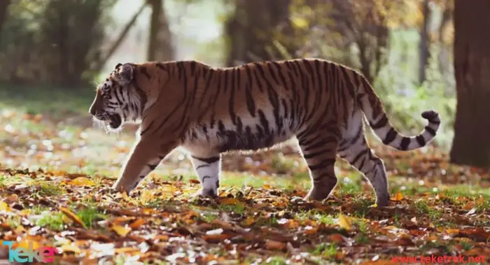 النمر في منام العزباء