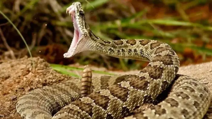 الافعى بالحلم