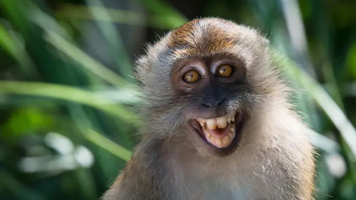 تفسير رؤيا القرود