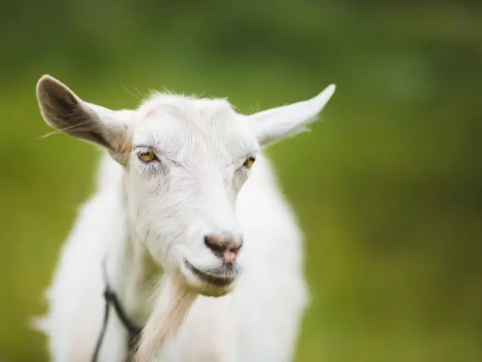 تفسير حلم ماعز