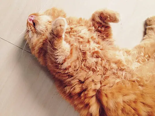 القطط الميتة في المنام