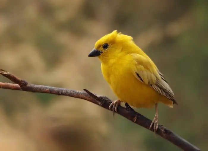 تفسير حلم العصفور للحامل